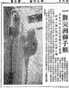 （請你飲馬騮尿的獅子猴﹕大公報1958-05-24）