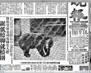 （不是戰鬥民族就不要和熊PK了﹕工商晚報1965-11-19）