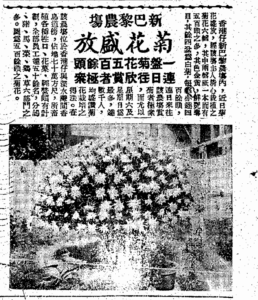 （賞菊在當時來算是一個不錯的節目了﹕工商日報1953-11-13）