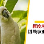 【香港雀鳥】小葵花鳳頭鸚鵡 因戰爭重獲新生？