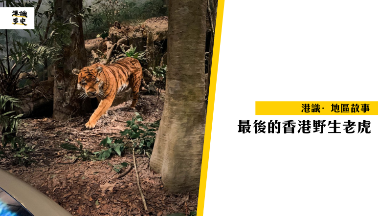 74+ 图片 老虎 新的 47 虎年吉祥】香港最後的野生老虎,曾有老虎被活捉? - 港識多史|香港歷史社會研究社
