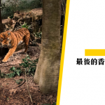 【虎年吉祥】香港最後的野生老虎，曾有老虎被活捉？