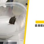 由《良好秩序和衛生》到金錢龜 人類是怎樣關注動物權益？