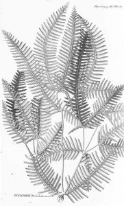 「芒萁」節錄自《日本植物誌》