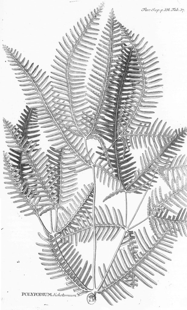 「芒萁」節錄自《日本植物誌》